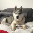 Nala, Husky Siberiano