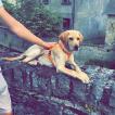 Oslo, Labrador Retriever