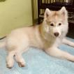 Thunder, Siberian Husky