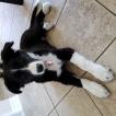 Milo, Border Collie