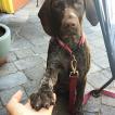 Margot, Braco Alemán De Pelo Corto