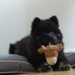Kuma