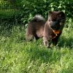 Kuma