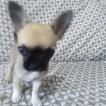 Ray, Chihuahua