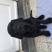 Ranga, Labrador Retriever