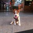 Noopy, Parson Jack Russell Terrier (De Pelaje Corto - Suave)