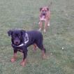 hyvana, Rottweiler