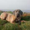 Nahitis, Cane Corso