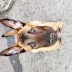 Onyx, Pastor Belga Malinois