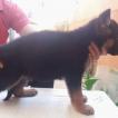 Lyka, Perro Pastor Alemán