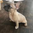 Ferdinand, Bulldog Francés
