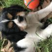 Ozzy, Cavalier King Charles Spaniel