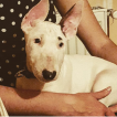 Athena Lola, Bullterrier