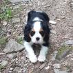 Kovu, Cavalier King Charles Spaniel