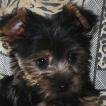 Loly, Yorkshire Terrier
