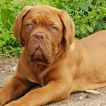 Nala, Dogo De Burdeos