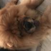 NEWS, Chow Chow