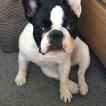 Georgie, Bulldog Francés