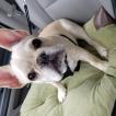 Douglas, Bulldog Francés