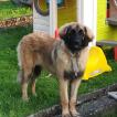 Kaly, Leonberg