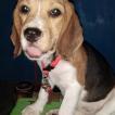 Daisy, Beagle