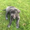 Orcane, Cane Corso
