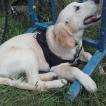 orion, Golden Retriever
