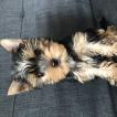 Ostis, Yorkshire Terrier