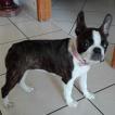 Odyssée, Boston Terrier