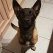 orphée, Pastor Belga Malinois