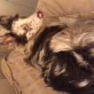 Tobias, Border Collie