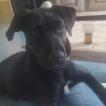 Shiva, Labrador