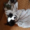 Junior, Border Collie