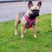 Roxie, Bulldog Francés
