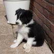 RLINES, Collie Barbudo