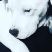 Violette, Dogo argentino