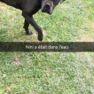 Nimeria, Cane Corso