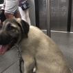 O’Lya, Kangal
