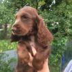Oréo, Cocker Spaniel Inglés