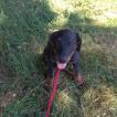 OSLO, Beauceron