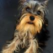 Oky, Yorkshire Terrier
