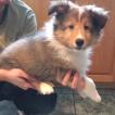 Jake, Pastor De Shetland