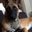 Luna, Pastor Belga Malinois