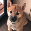 Piper, Shiba Inu Japonés