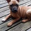 Nannie, Staffordshire Bull Terrier
