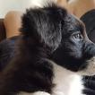 OPALINE, Border Collie