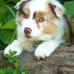 Django, Australischer Schäferhund