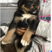 Lily, Rottweiler