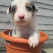 Loki, Border Collie