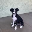 Luna Jade, Pastor Australiano
